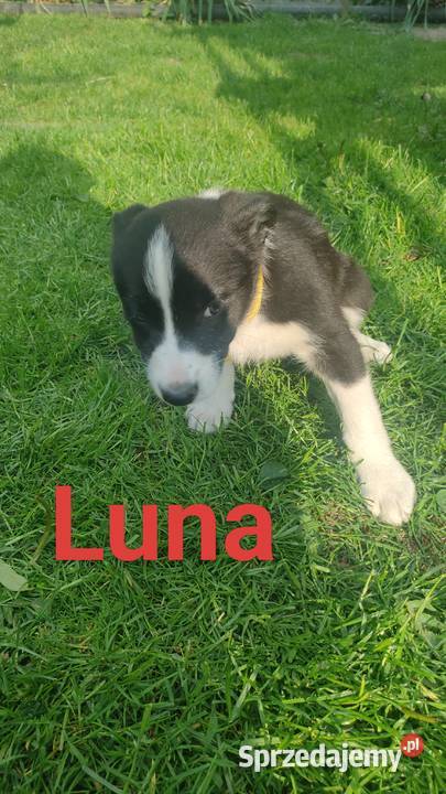 Szczeniaki border collie Studzianna sprzedam