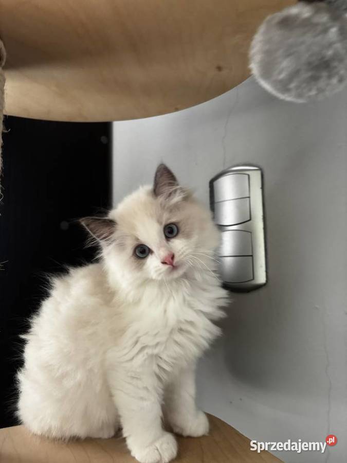 Koty Ragdoll pomorskie