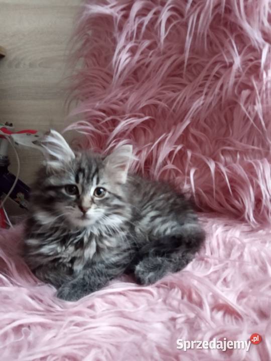 Kocięta Maine coon śląskie Częstochowa sprzedam