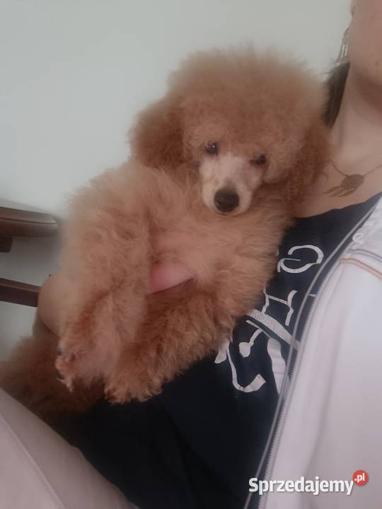 Pudel Toy z dokumentami FCI bez wad Psy Kielce