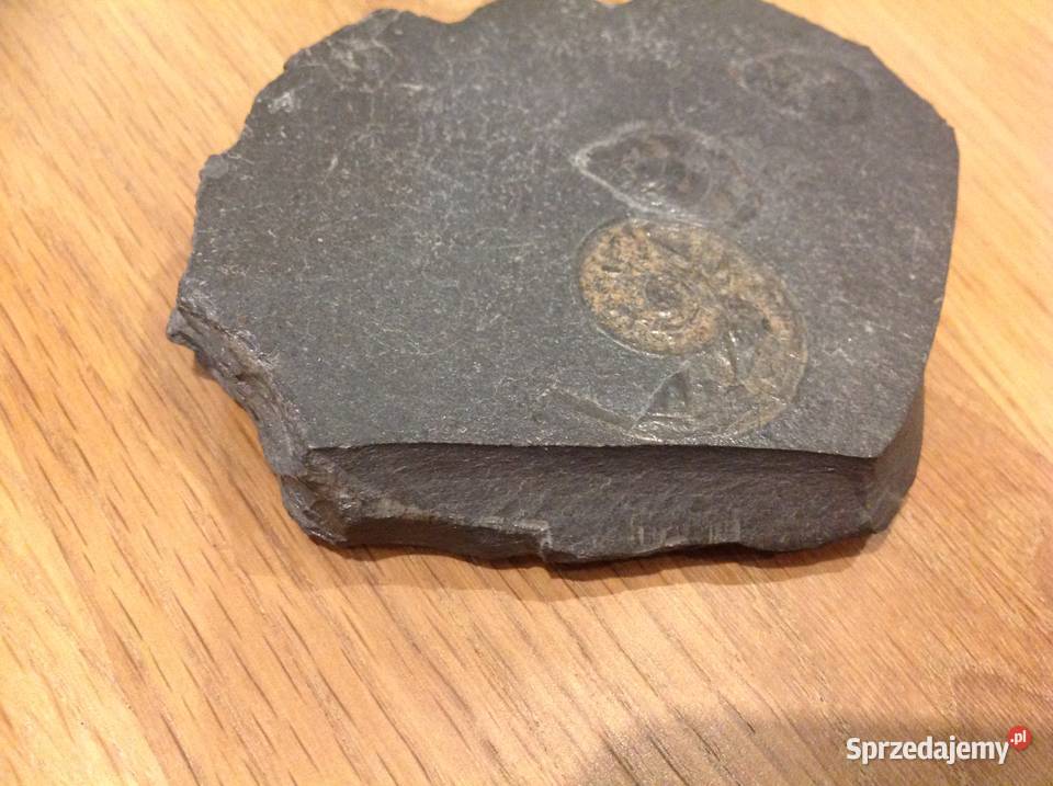 Stara Skamielina odcienie szarości Dekoracje i ozdoby Nowa Sól