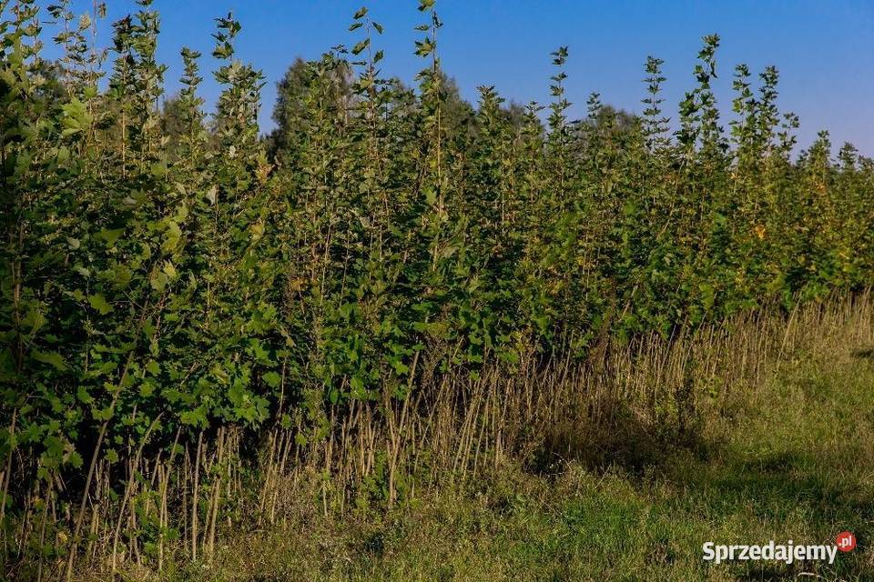 Dąb czerwony Quercus rubra wys 90120 donica 1 l