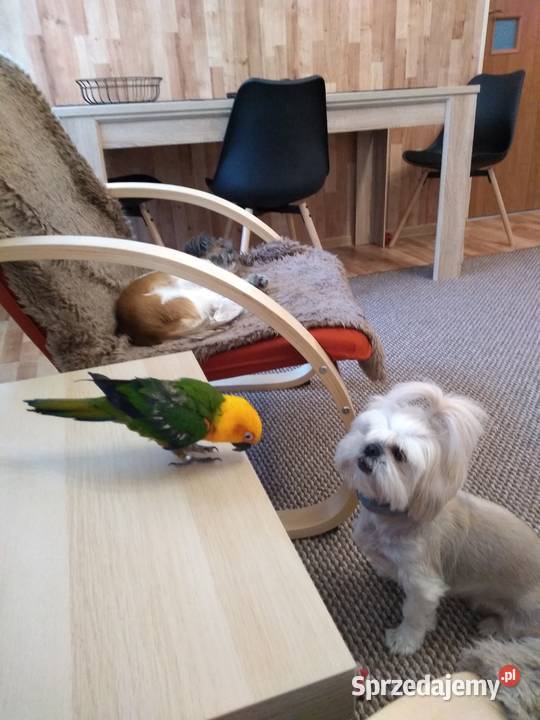 Sprzedam papugę mazowieckie Warszawa