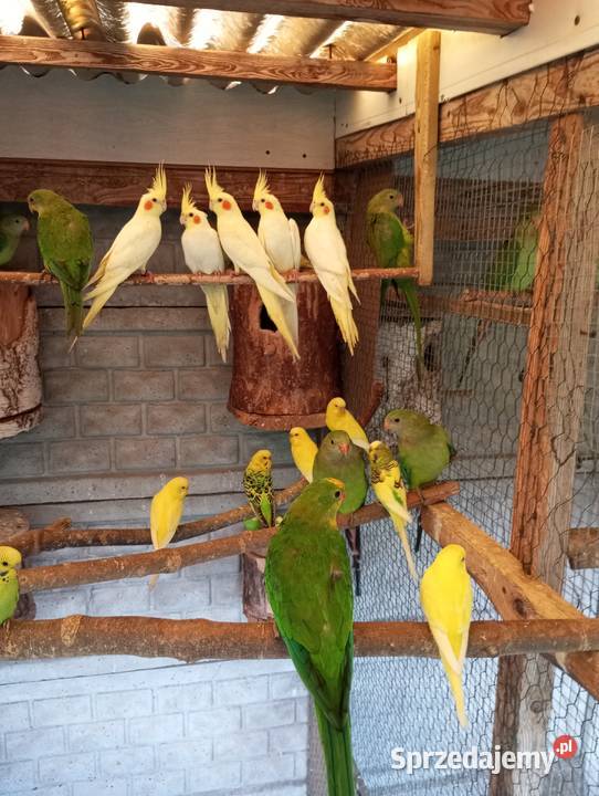 Barabandy rozelle aleksandretty Grodzisk Wielkopolski