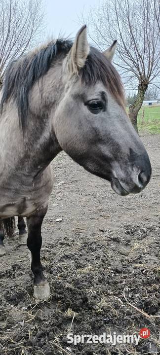 Konik polski 2 lata z papierami Gostynin