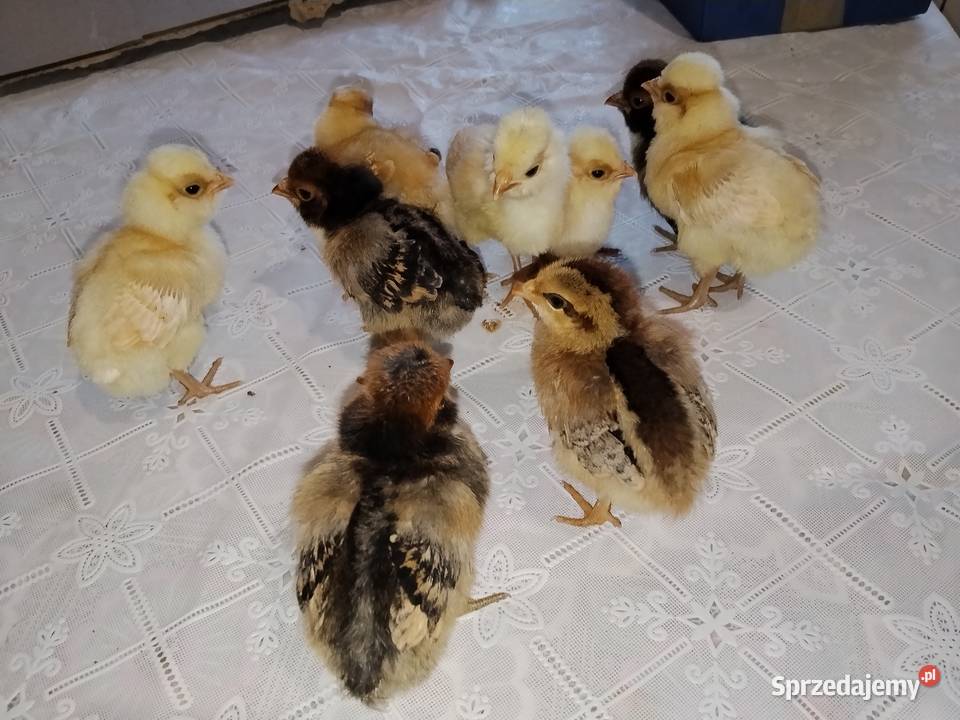 Pisklęta czubatka Suchorzów