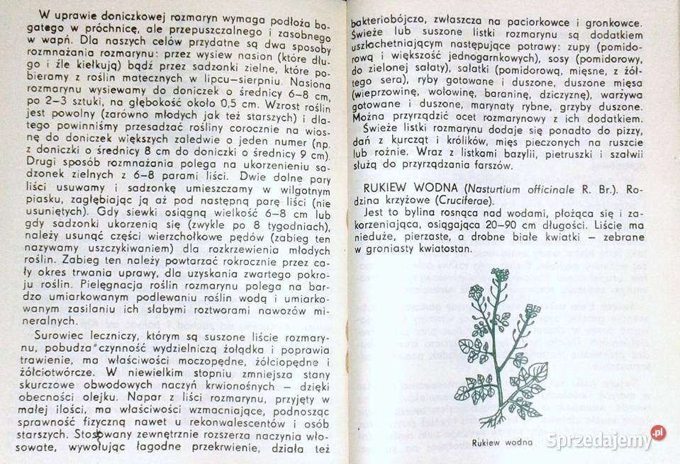 Zioła w doniczkach Piotr Metera Chełm