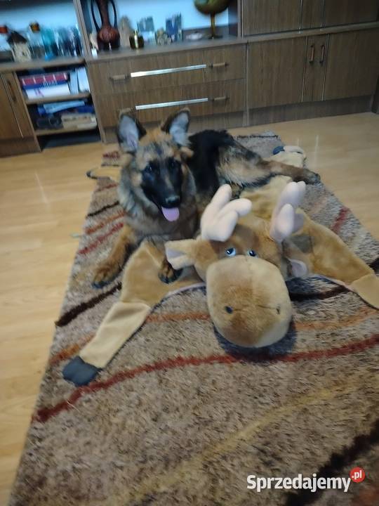 Szczeniaki owczarka niemieckiego Rędziny-Borek sprzedam