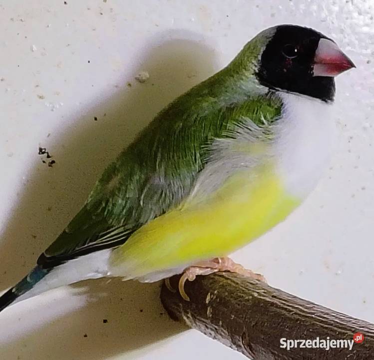 Amadyny wspaniałe Łódź