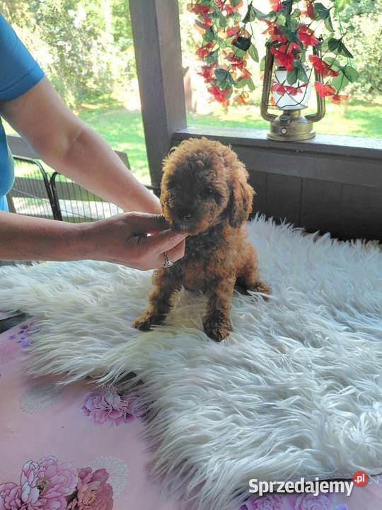 Pudel toy piesek red mazowieckie