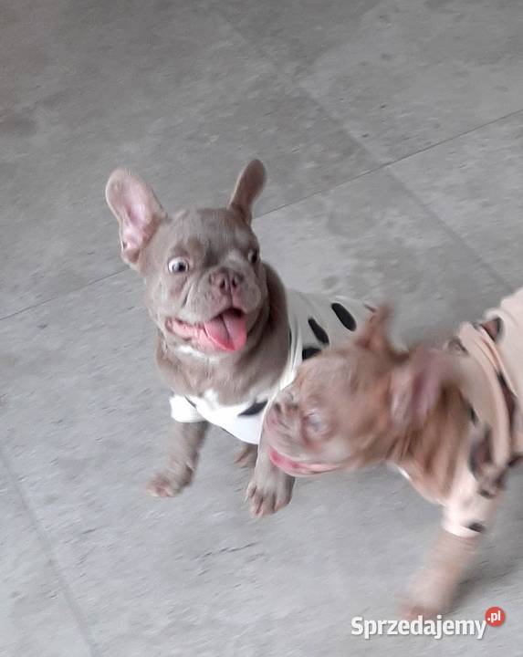 Buldog francuski piesek isabella Pabianice