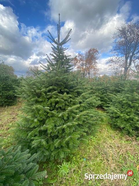 Hurt Jodła Kaukaska klasa Premium sprzedam