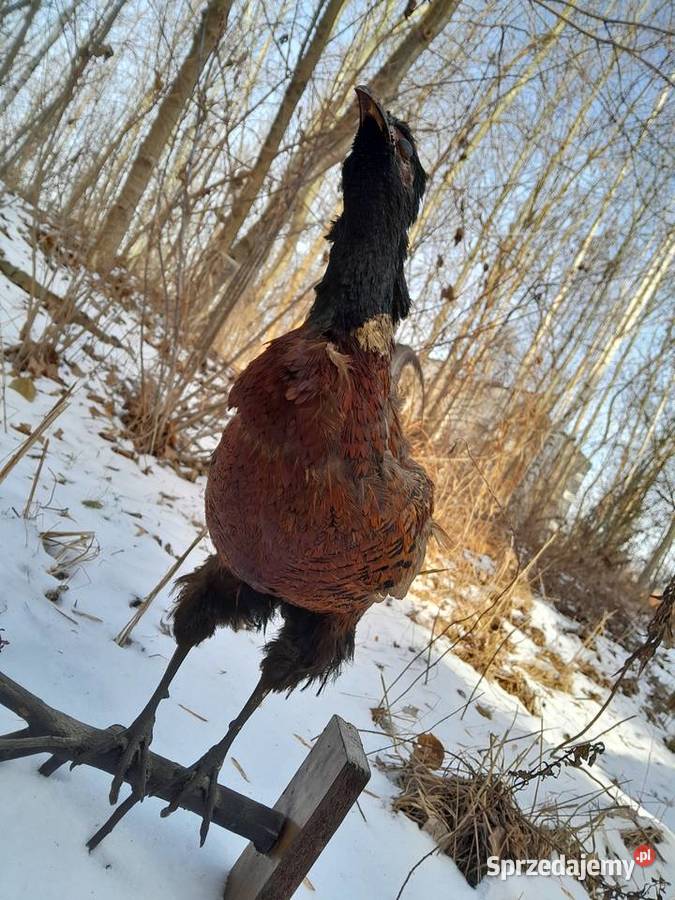 bazant lowny vintage prl wypchany