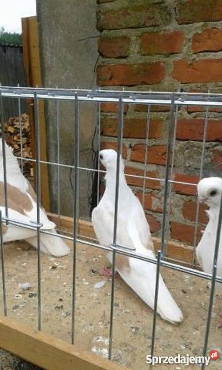 Sprzedam gołębie ozdobne mewki Likwidacja stada Rębusz