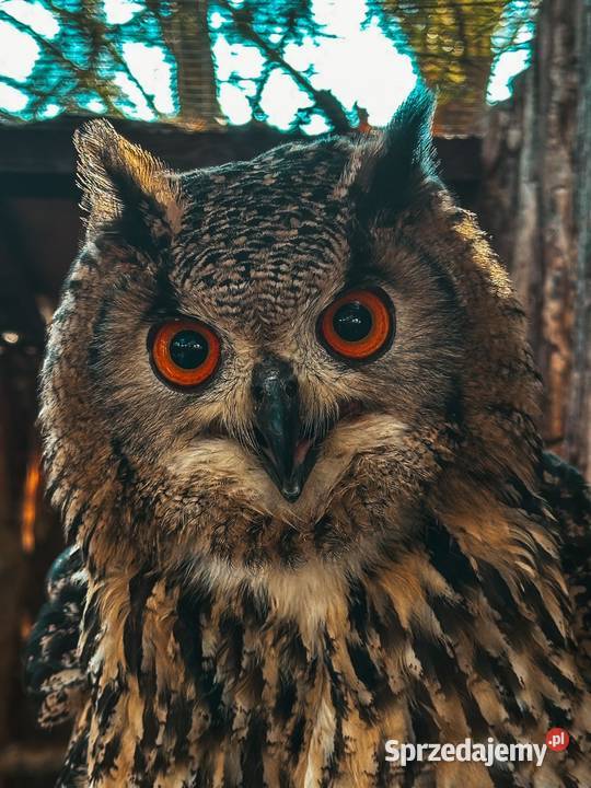 Sowa Puchacz Bengalski Bubo Bengalensis Ręcznie śląskie Marklowice Górne