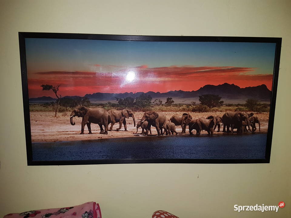 Obraz Slonie sawanna zahód sloncawym 53x103 Mielec