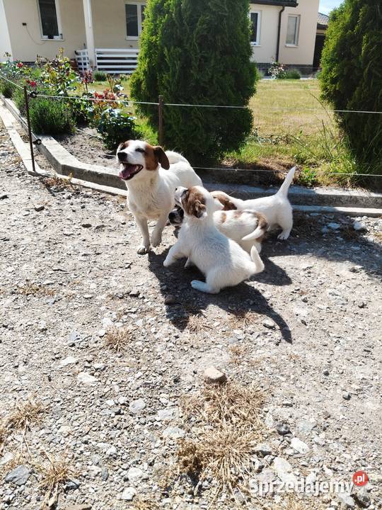 Jack Russell Terrier wielkopolskie Kłodawa sprzedam