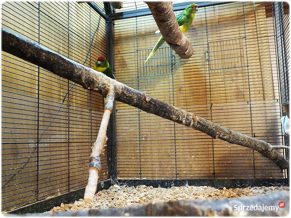 Papugi Modrolotki Kozy Parka legowa Samiec i lubuskie Lubsko