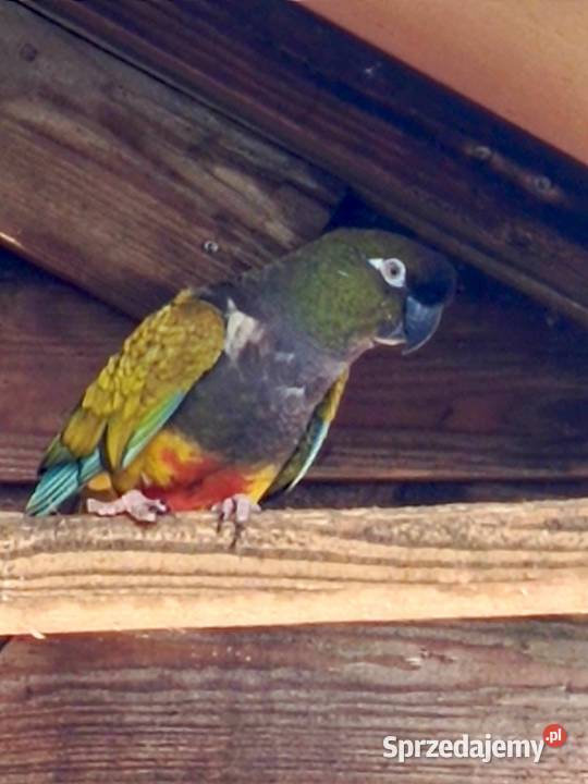 Patagonka samica Pamiątkowo