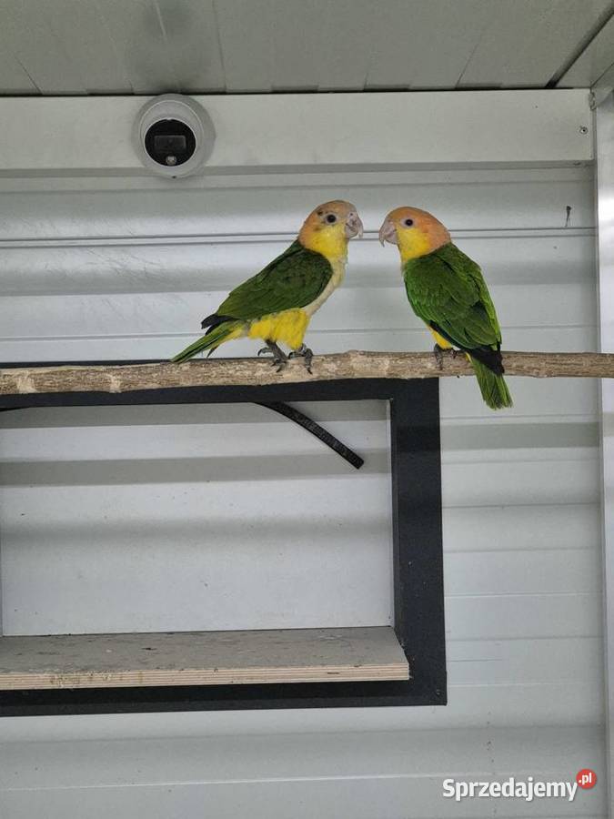 Barwinki pary lęgowe sprzedam