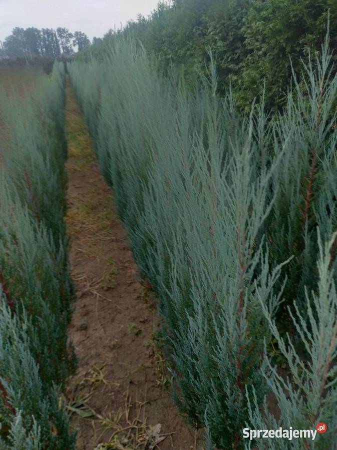 Jałowiec blue arrow 130150 TanioWyprzedaz podkarpackie