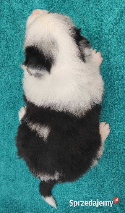 Pies SZOGUN Border Collie rasowy z hodowli z podkarpackie Iwonicz