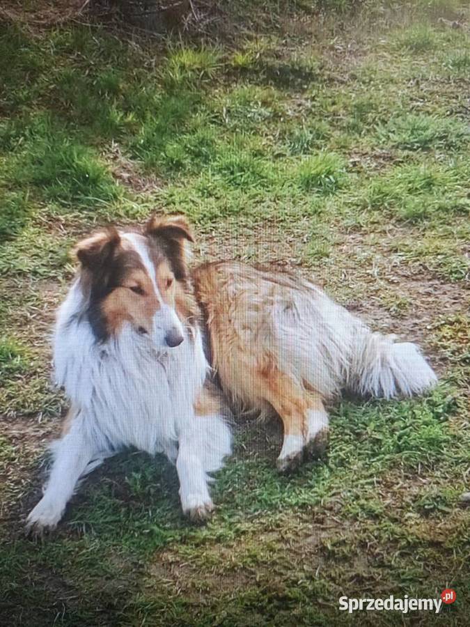 Owczarek Szkocki Collie Szczeniaki SUCZKI Olesno