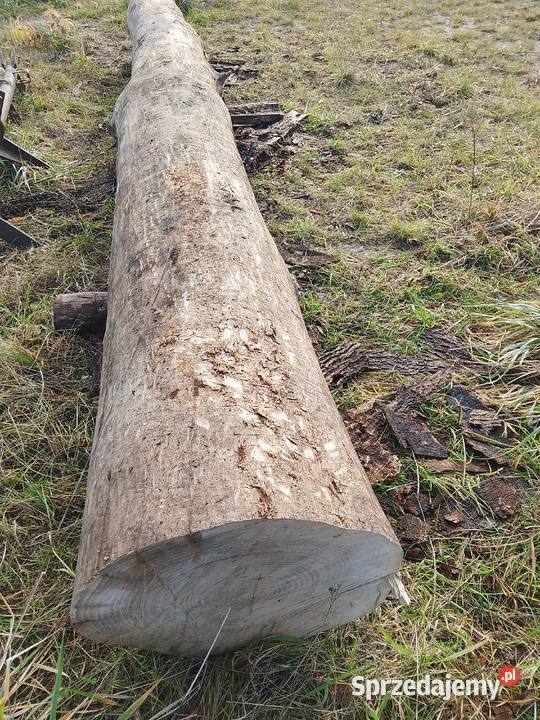 Jesion tartaczny w klocu Kończyce