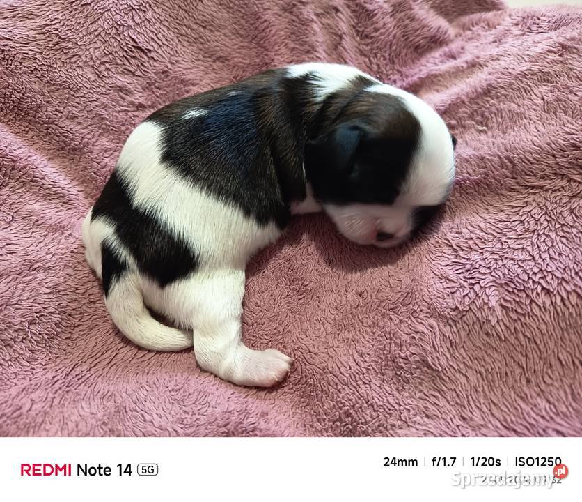 Suczka Shihtzu Gorlice