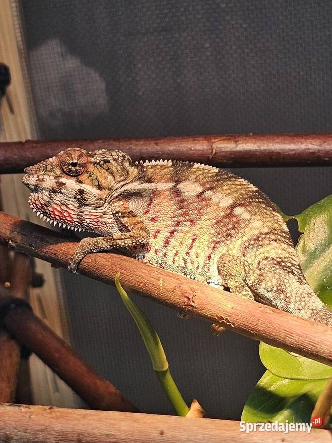 Samiec kameleon lamparci Ambilobe Kraków