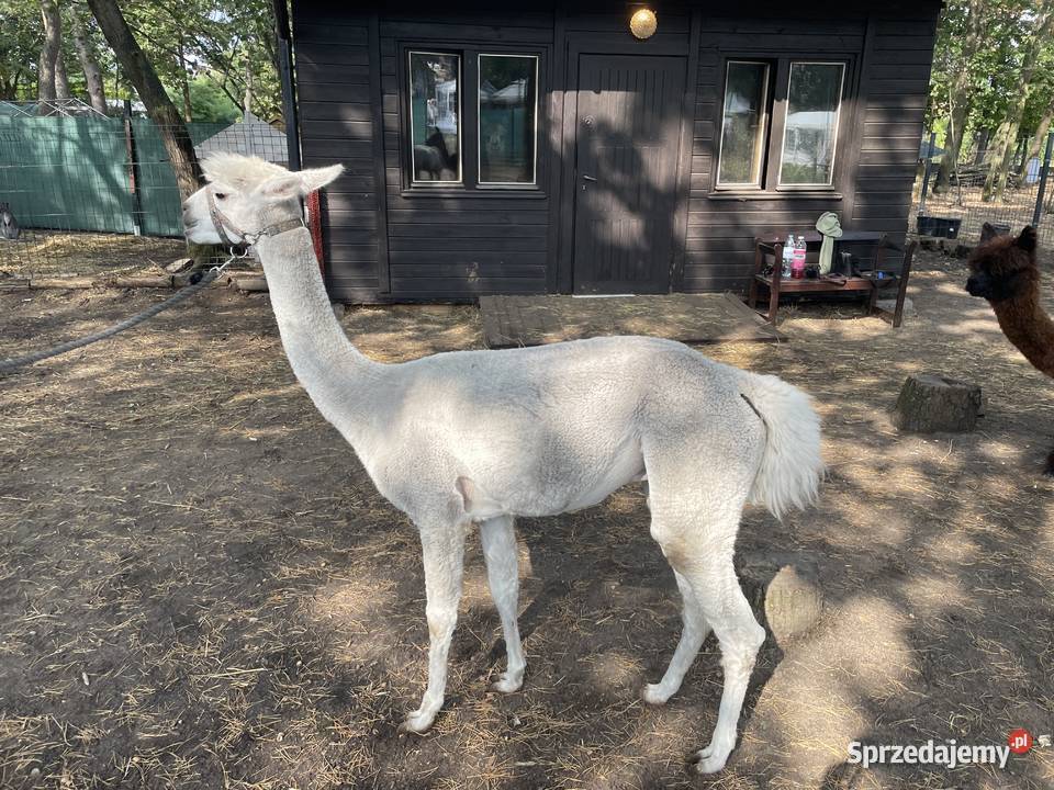 Stado 4 alpak samica i 3 samce alpaki suri sprzedam