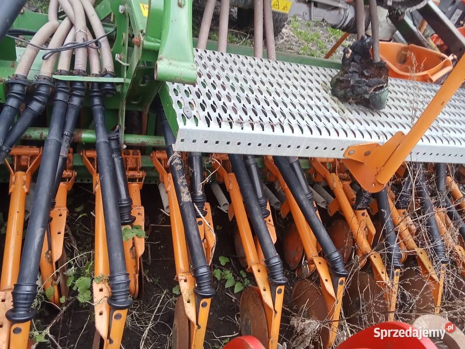 Redlica talerzowa amazone pomorskie Rudno