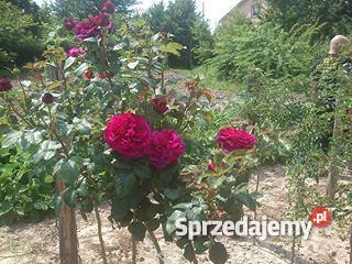Róże Sztamowe Puławy