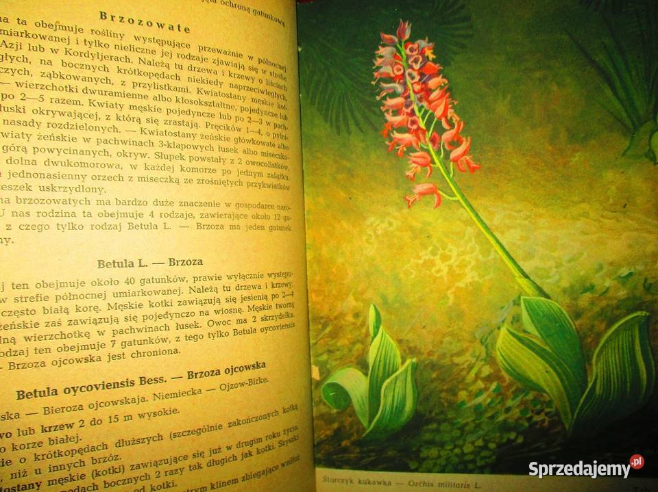 ZIEMIA ROŚLINY ZWIERZĘTA LAROUSSE encyklopedia Książki naukowe i popularnonaukowe