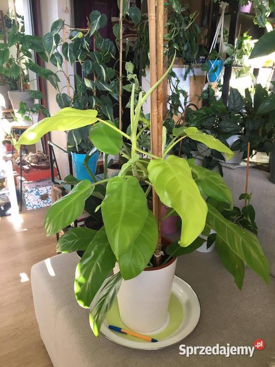 Filodendron Malay Gold domowa uprawa Warszawa