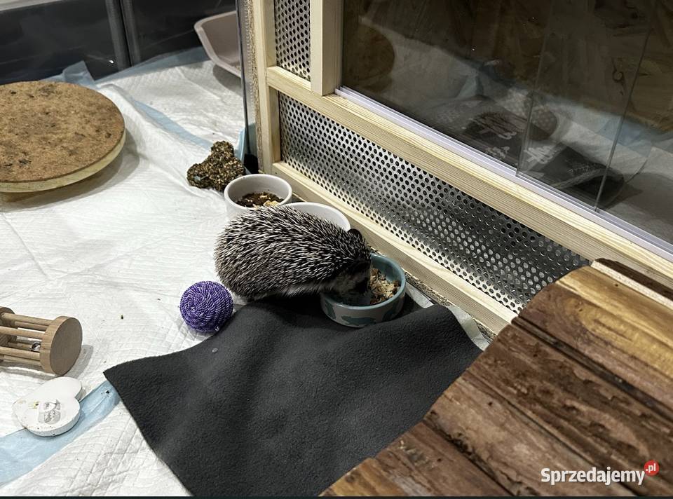 Jeż Pigmejski Białystok