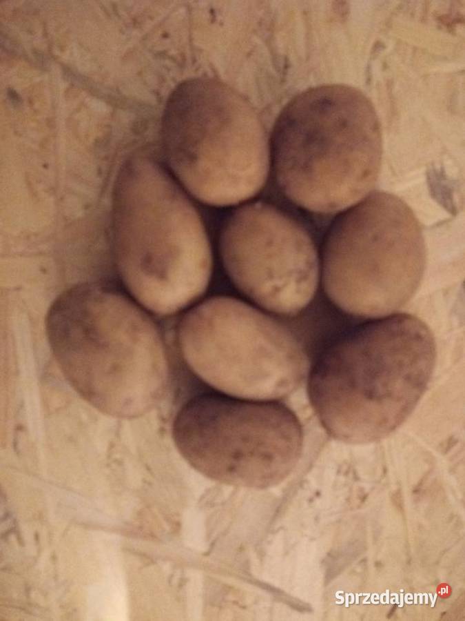 Ziemniaki sadzeniaki QUEEN ANNE Dębicze sprzedam