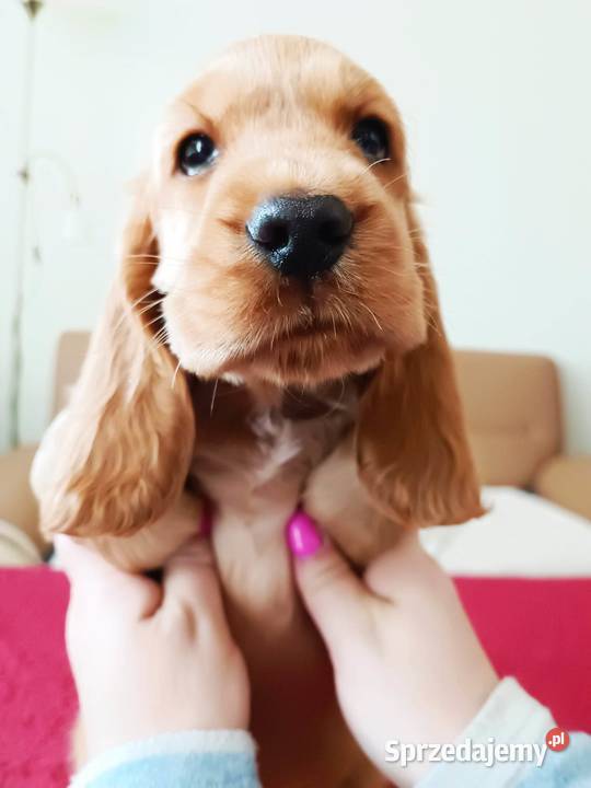 Złote pieski ZKWP Cocker Spaniel