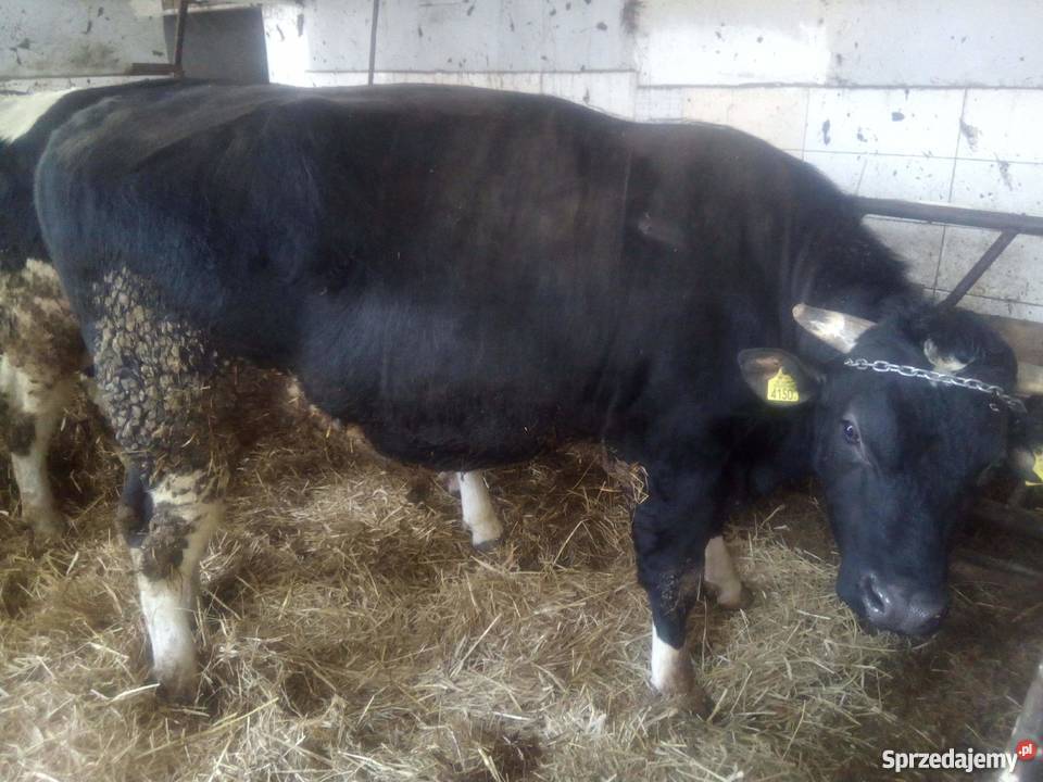 sprzedam byki 10 Wręczyca sprzedam