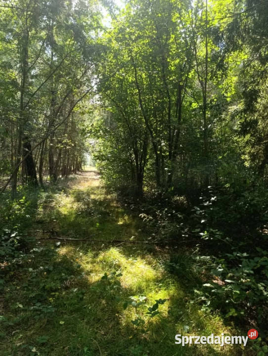 Siedlisko 357 ha z zabudowaniami i własnym lasem Siedlików