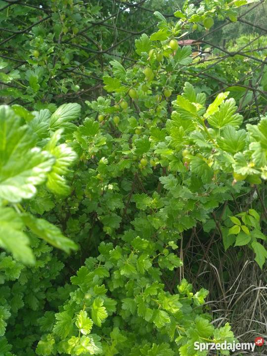 Ogródek działkowy Chorzów śląskie