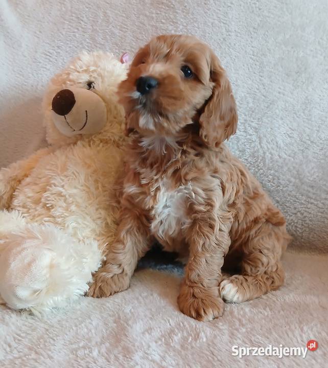 Cockapoo F1 suczki Pudel Cocker Spaniel kujawsko-pomorskie Toruń