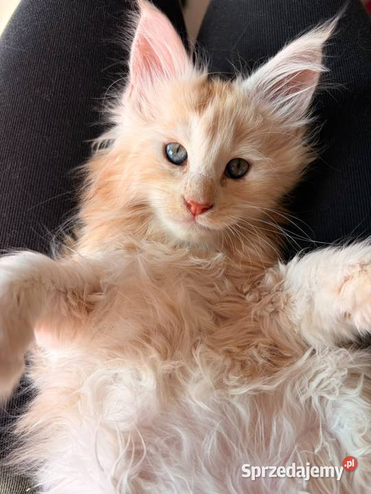 Sprzedam 2 kocurki rasy maine coon Smyczyna