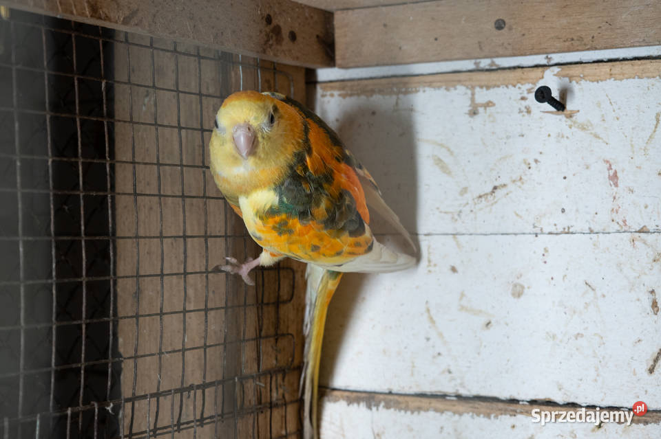 Świergoty para 20212023 Chmielnik