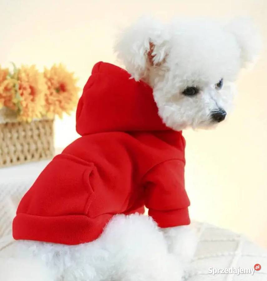 Czerwona bluza z kapturem małego pieska łódzkie