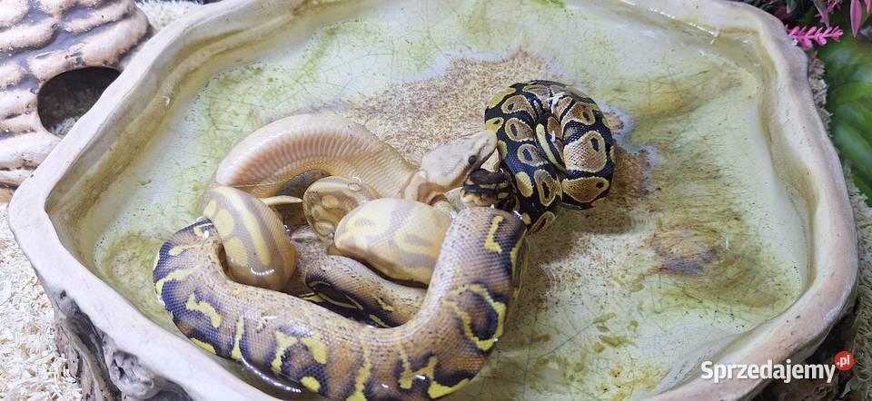 Pyton Królewski Banana Enchi Mojave samczyk Wołomin