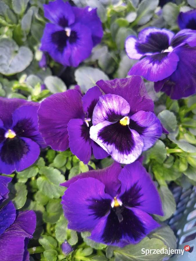 Sprzedam bratki Dziurów sprzedam