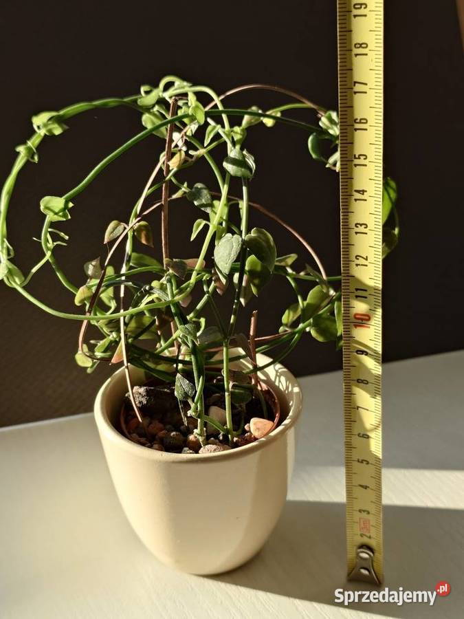 Ceropegia sukulent toinowate roślina w osłonce Warszawa