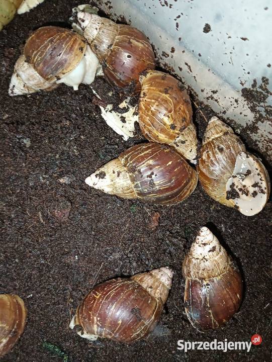 Lissachatina Fulica Albino Body Ślimak łódzkie