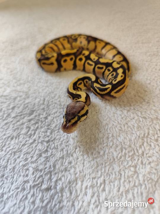 Samczyki Pastel poss Yb Pruszków